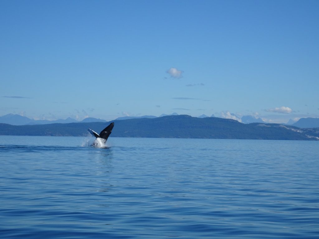 Humpback in Strait of Georgia
